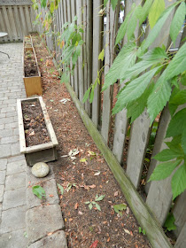 Fall Clean up Toronto Bedford Park Backyard Garden after by Paul Jung Gardening Services