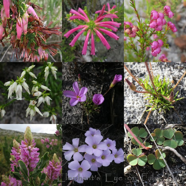 Steenberg Ridge April flowers