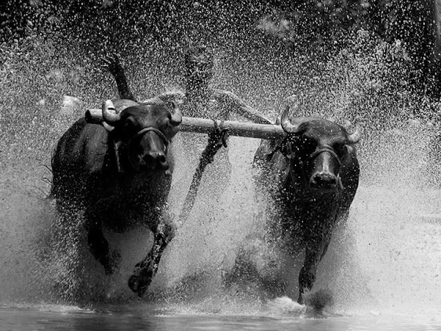 Bull surfing sport, India