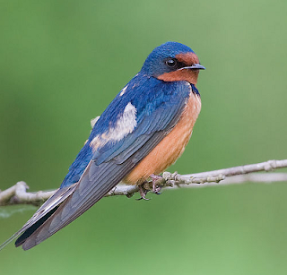 Burung layang-layang asia atau barn swallow song