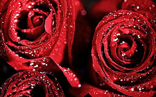 Images of Love, Red Flowers, part 1