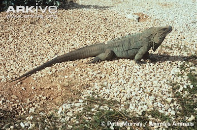 threatened island iguana