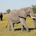 Elephant kills 46-year-old man in Namibia