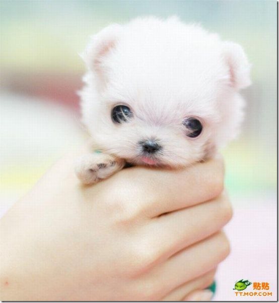 fotos de perritos imagenesifotos.blogspot (6)