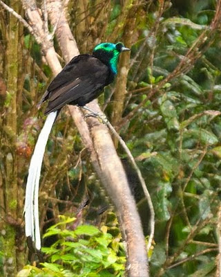 Inilah 10 Burung Cendrawasih Terindah Didunia