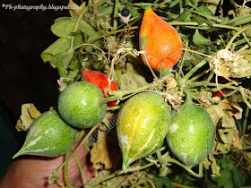 Wild Snake Gourd