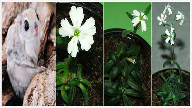 Flower seedlings were born from 32,000 year old seeds.