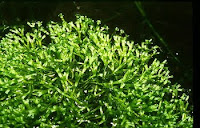 The Various Varieties of Riccia Fluitans