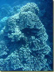 Coral Pinacle