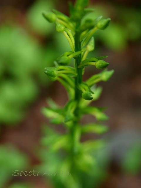 Platanthera minor