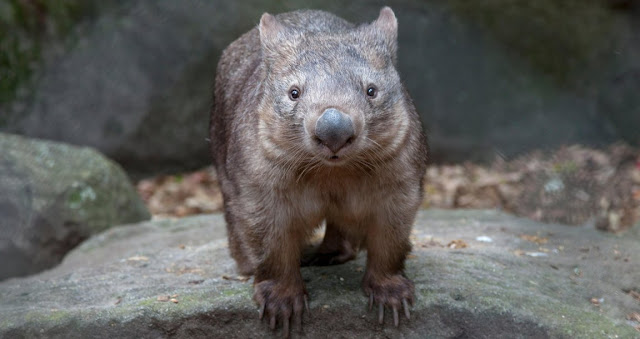 Wombats y zoologia