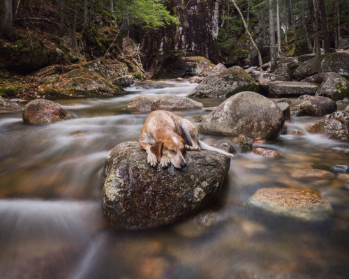 Green Pear Diaries, fotografía, blogs, Theron Humphrey, Maddie on Things