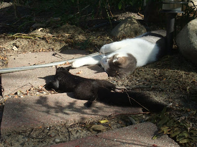 cat playing with squirrel