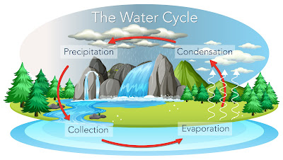 The Rain Cycle