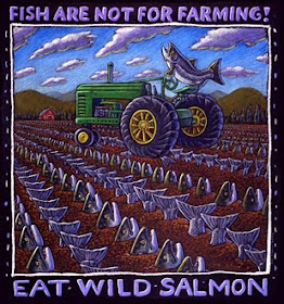 magnet says Fish are not for farming - eat wild salmon