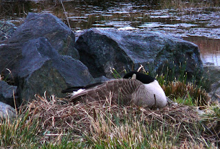 on the nest