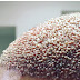 Scalp after a hair transplant