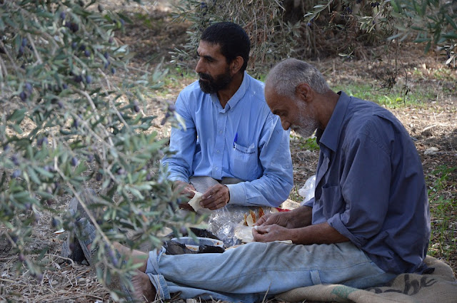 レバノンでオリーブ収穫作業の合間に休むシリアからの難民男性