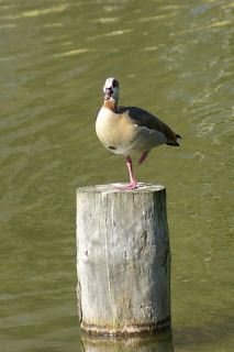 Ouette d'Egypte - Oie d'Egypte - Alopochen aegyptiacus 