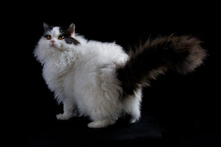 selkirk rex cat kitten pussy mace macka kat kass katze gato con kissa pets Haustiere huisdieren animaux de compagnie kucni ljubimci augintiniai