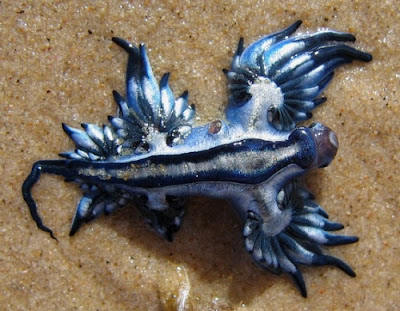 blue sea slug. Blue Sea Slug