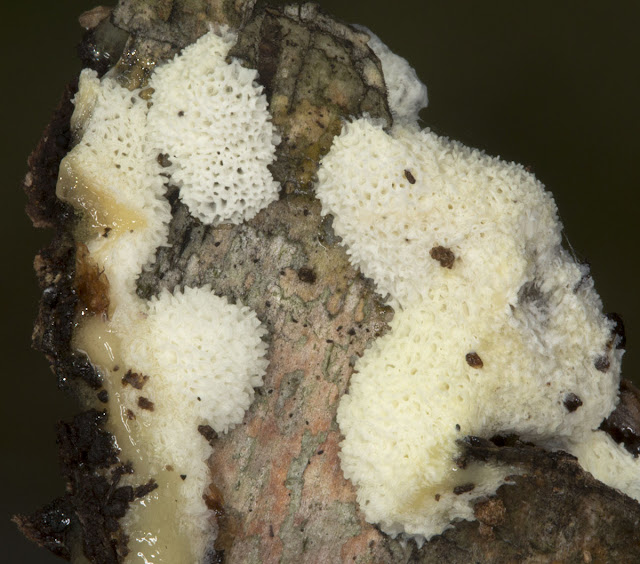 Ceratiomyxa fruticulosa var. poroides