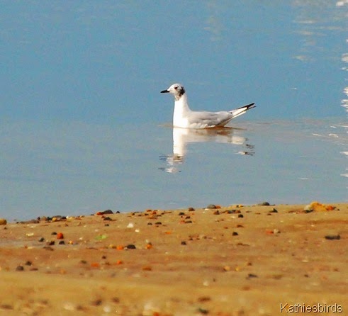 4. bonaparte's gull-kab