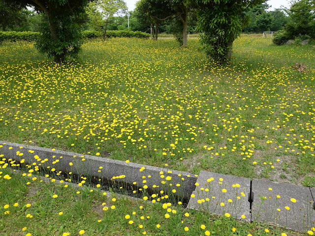 鳥取県西伯郡伯耆町丸山　伯耆町交流の森