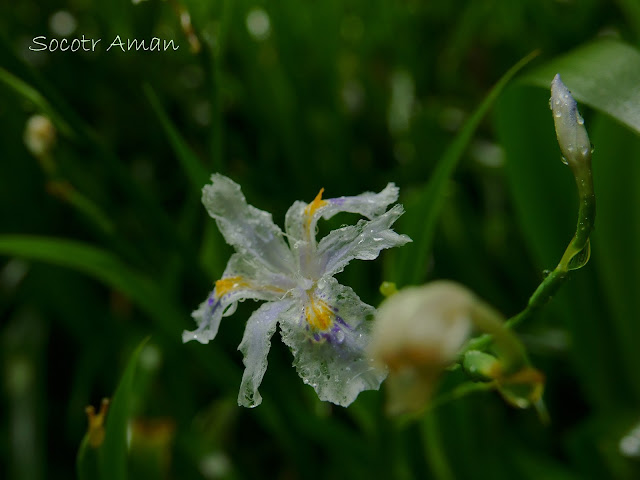 Iris japonica