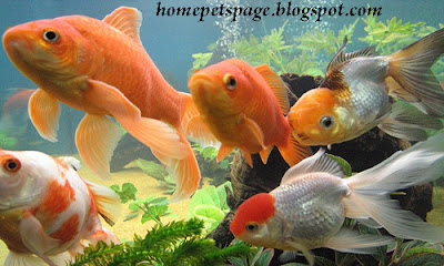 Goldfish as Home Pets