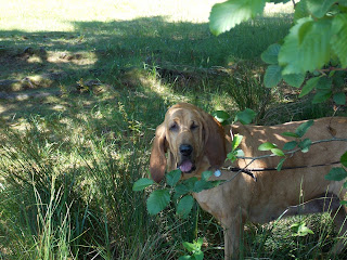 Bloodhound Wrinkledpups Daisy Mayham owner A. Higgins