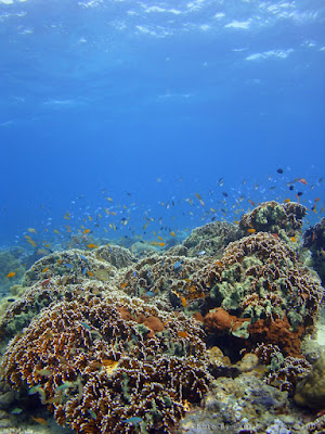 Once spartan now densely covered reef top at Close Encounters, Pemuteran, Bali