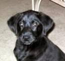 8 week old labrador