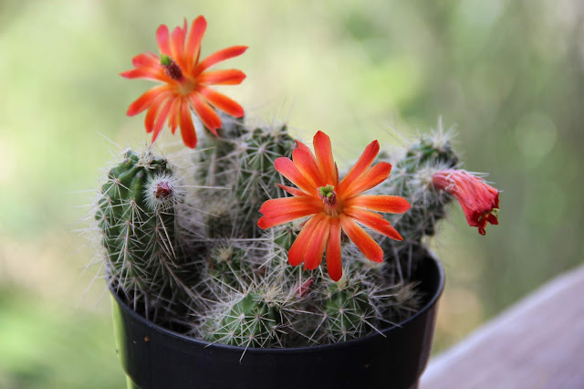 Echinocereus Sanpedroensis