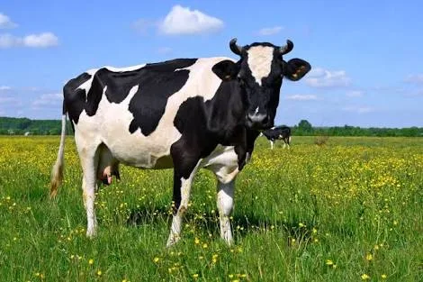 Cows in the highland of Uganda. PHOTO | BANA