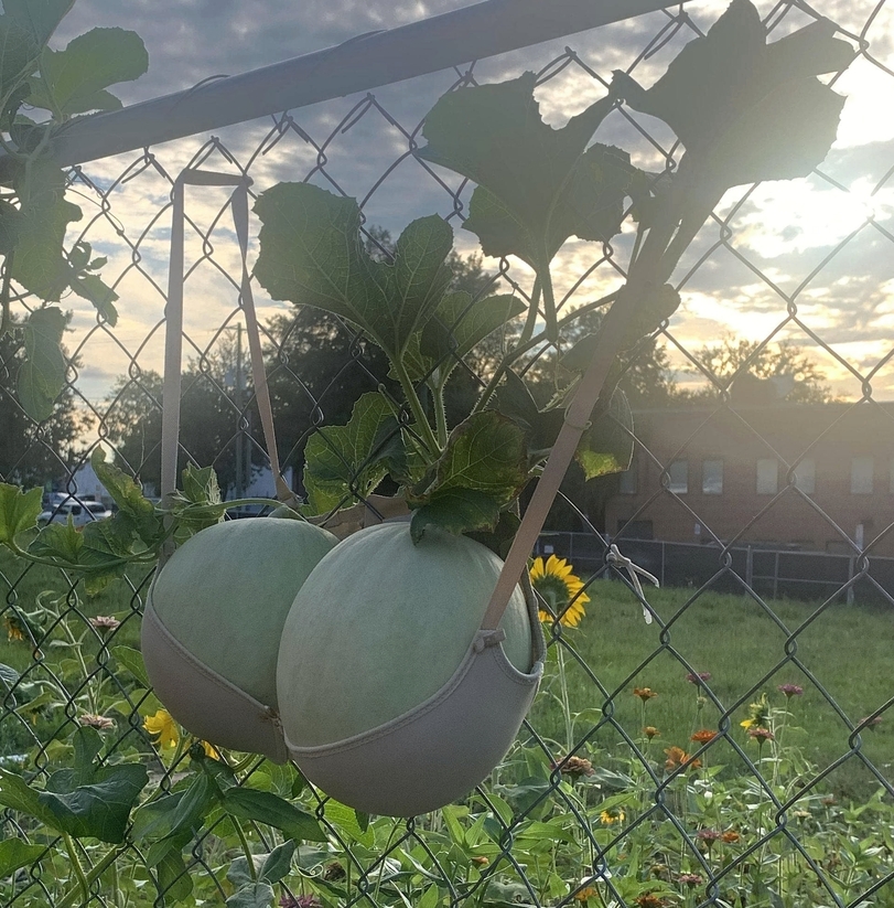 DIY Fail im Garten Melonen Halterungs am Gartenzaun Heitere Haushaltsmomente mit einem Augenzwinkern Dumm, Haushalt, Heimwerker, Komische Begebenheiten des Lebens