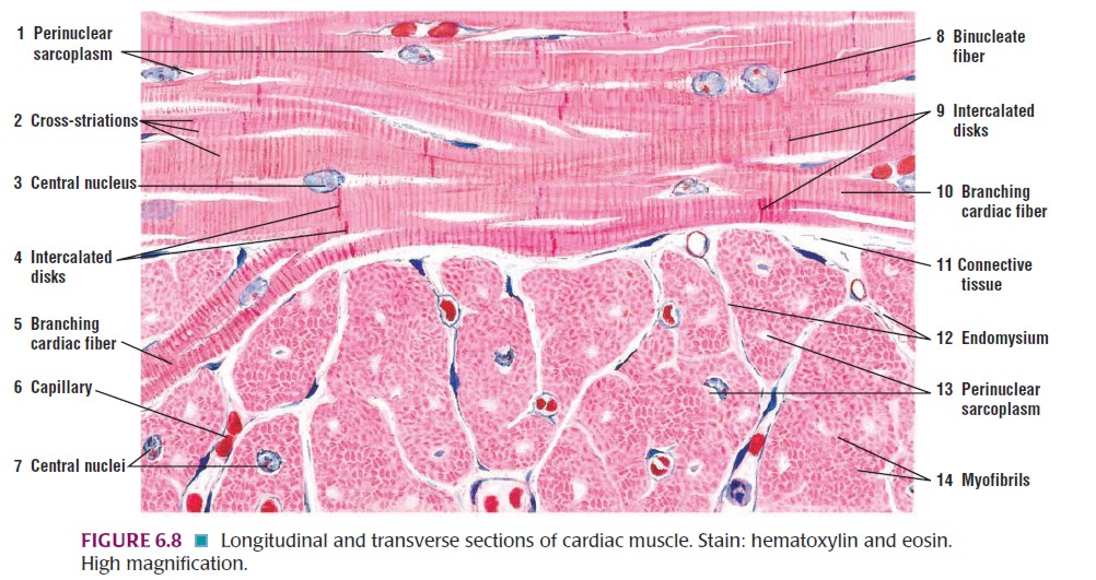 Histologi Jaringan Otot Muscle Tisuue BlogK Putih