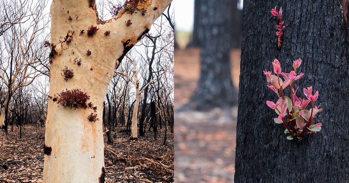 Heartwarming Pictures Of Plants Regrowing In Australia In Regions Devastated By The Blaze