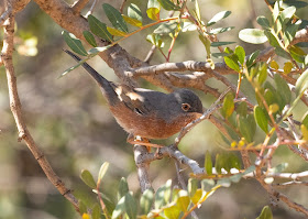 Tristram's Warbler - Paradise Valley, Morocco