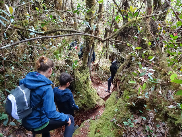 mossy forest cameron highlands malaysia