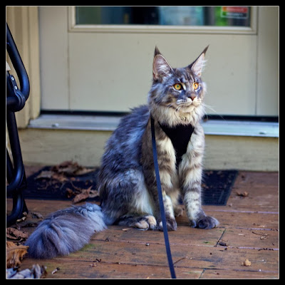 Shiva, the maine coon