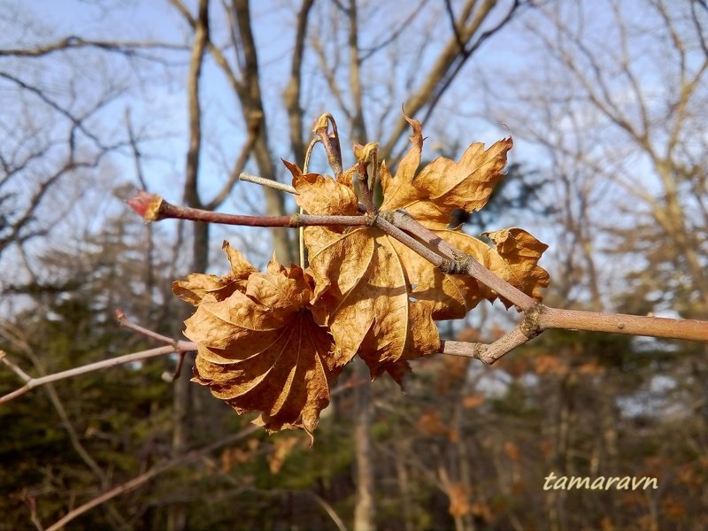 Клён ложнозибольдов (Acer pseudosieboldianum)