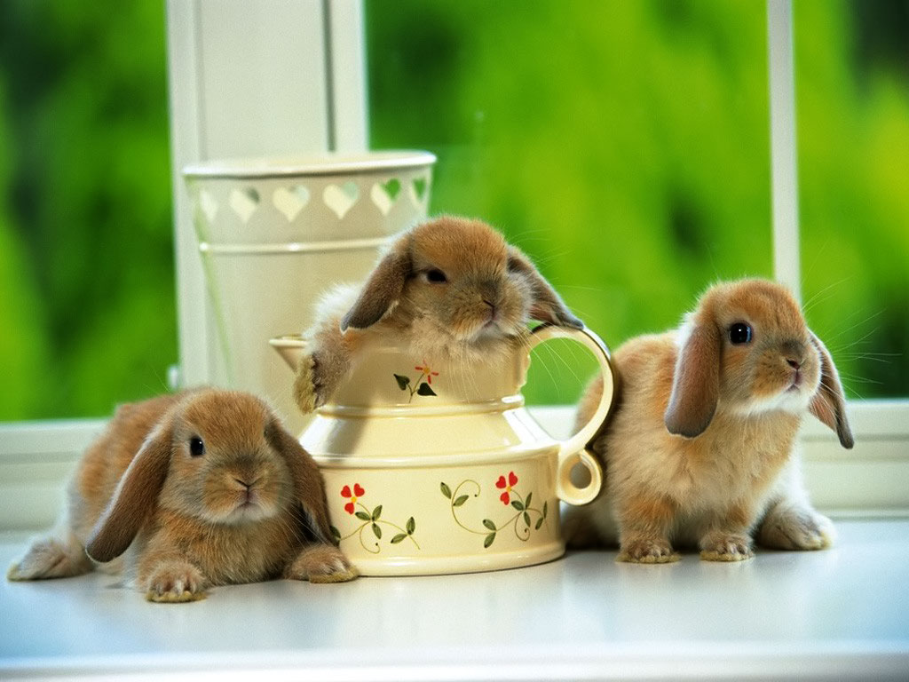 Little Bunny Rabbits Wallpaper | Wallpaper ME