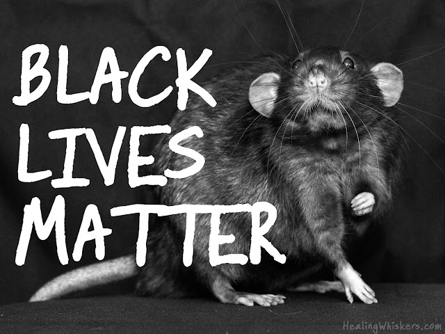 Franklin the Therapy Rat and Black Lives Matter