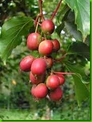 Actinidia purpurea