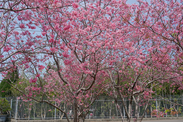 台中新社月湖莊園櫻花林上百棵粉紅富士櫻盛開，免費參觀拍照