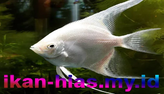 ikan manfish albino