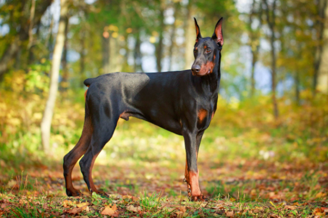 doberman baby price in Gurugram,doberman price in Gurugram