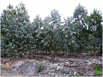 Eucalyptus recycle organic residues from industry in Galicia, Northwestern Spain. GIT Forestry Consulting