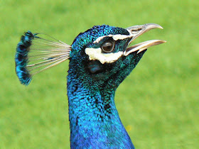 Lovely-Peacock